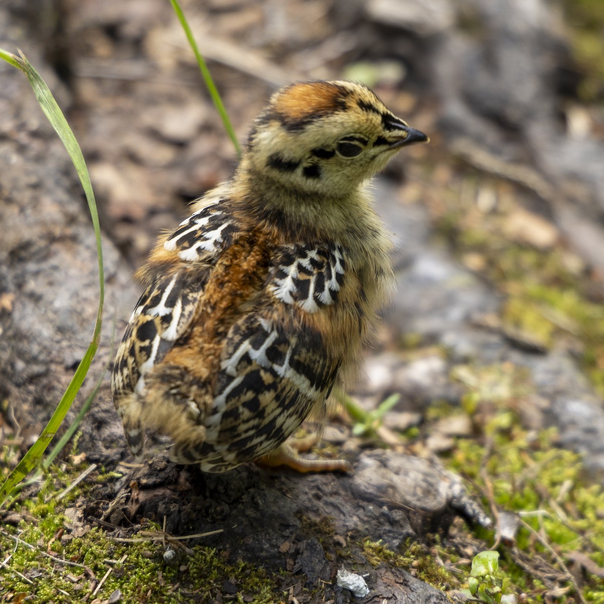 Spruce Grouse - ML590489221
