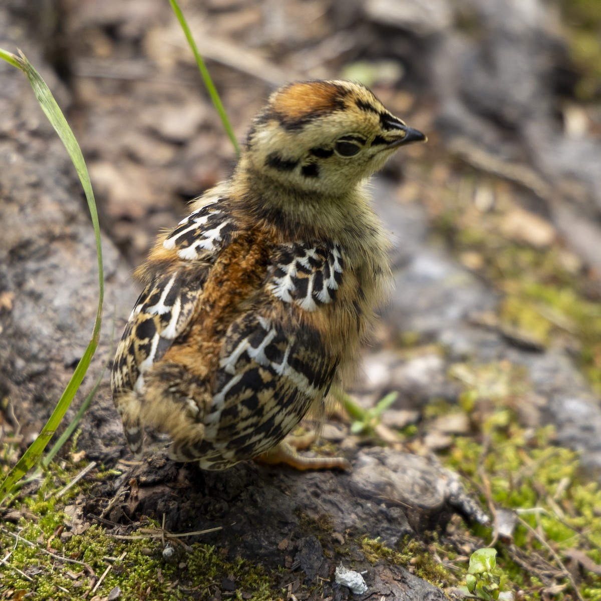 Gallo Canadiense - ML590489221