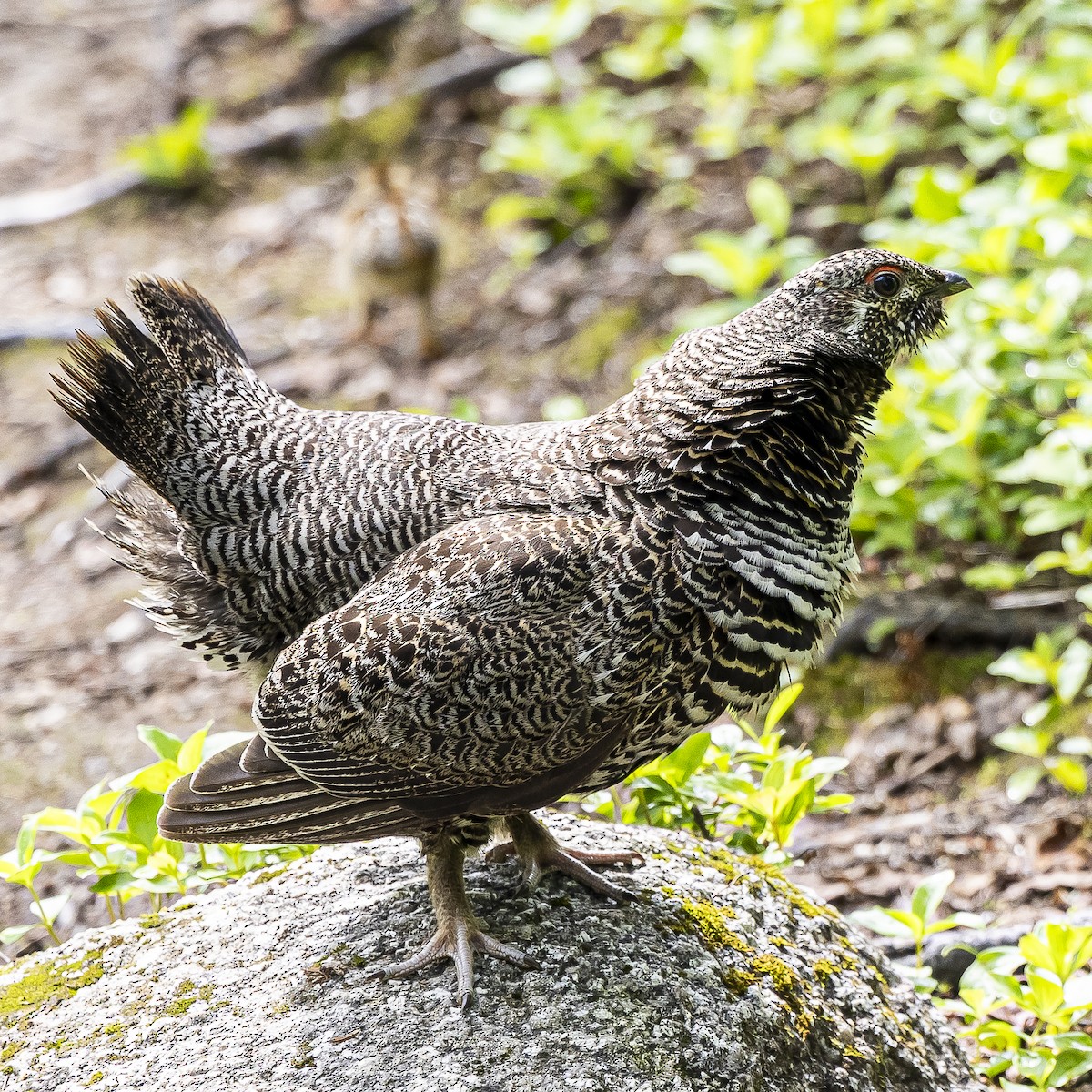 Spruce Grouse - ML590489231