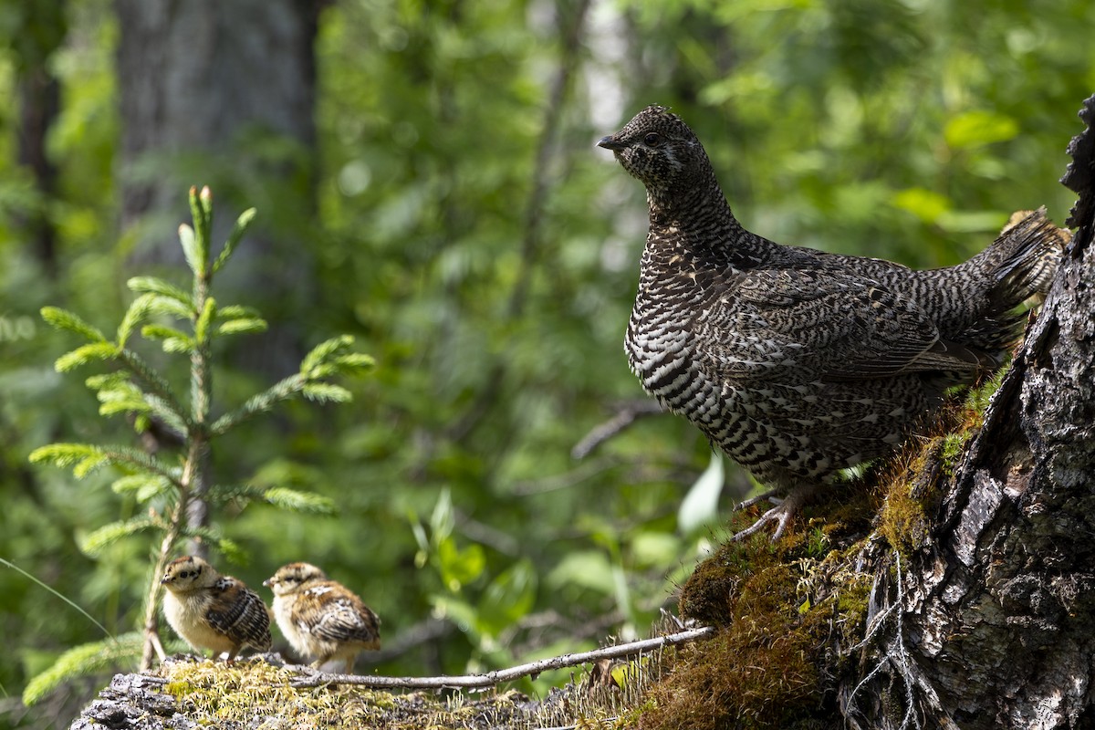 Spruce Grouse - ML590489241