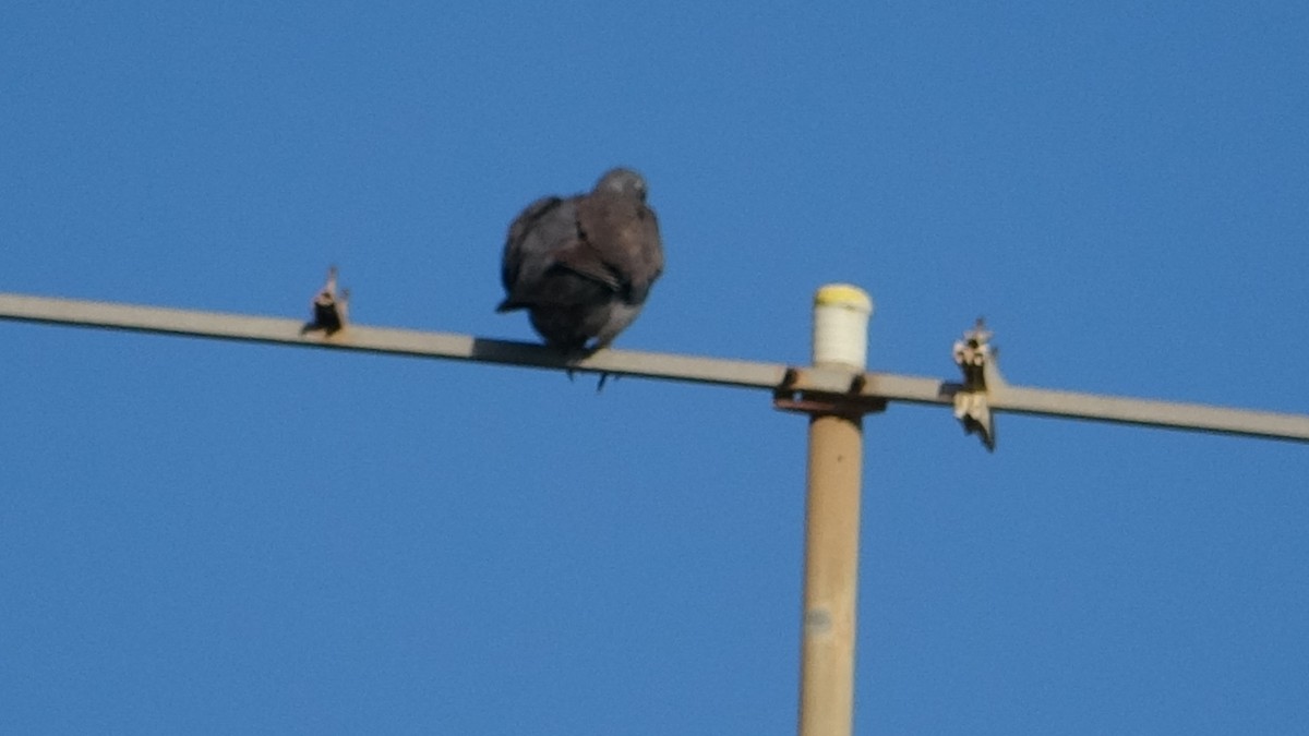 Common Wood-Pigeon - ML590489711