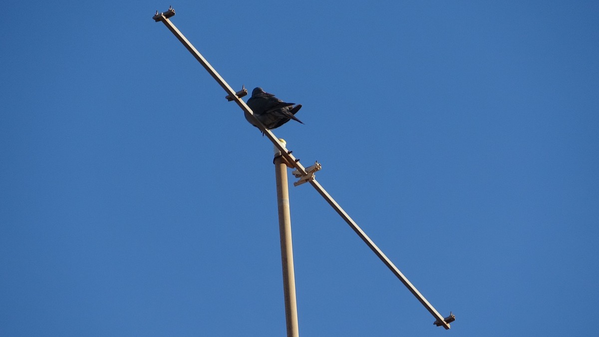 Common Wood-Pigeon - ML590489731