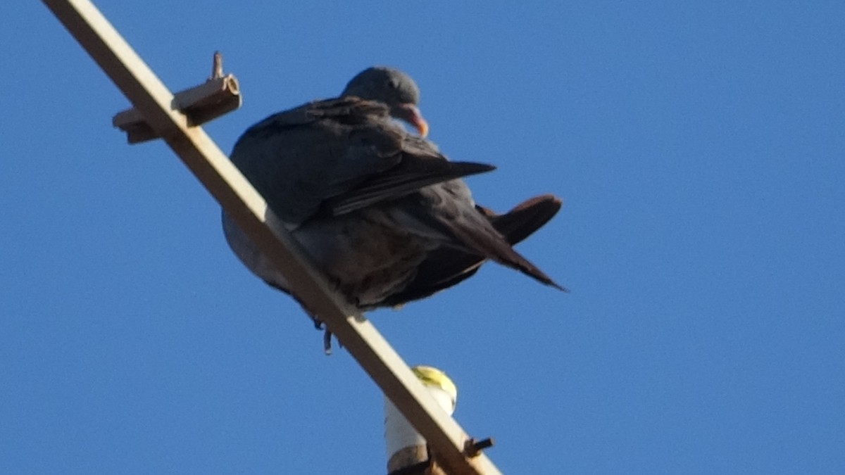 Common Wood-Pigeon - ML590489751