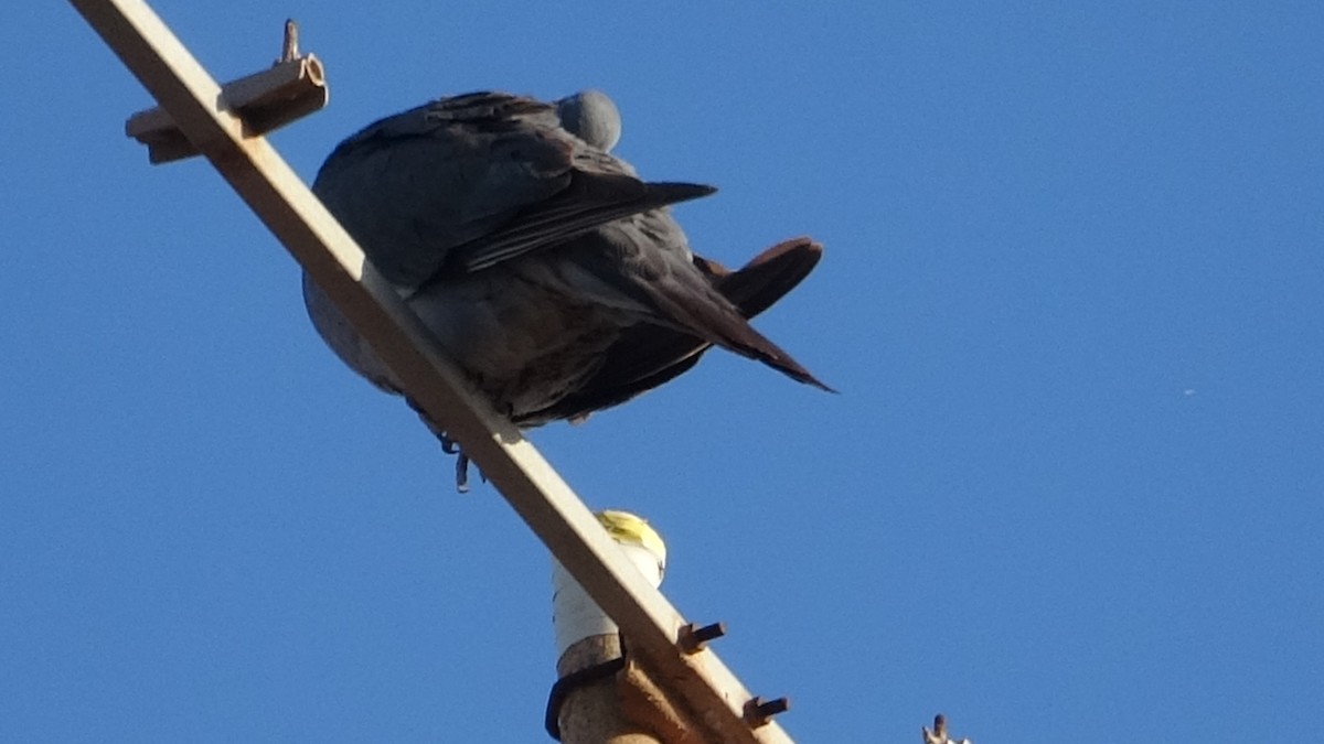 Common Wood-Pigeon - ML590489761