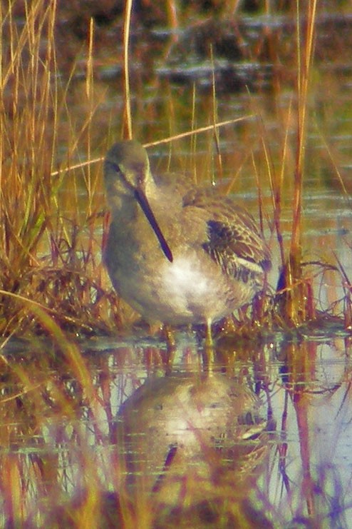 Short-billed Dowitcher - William Keim