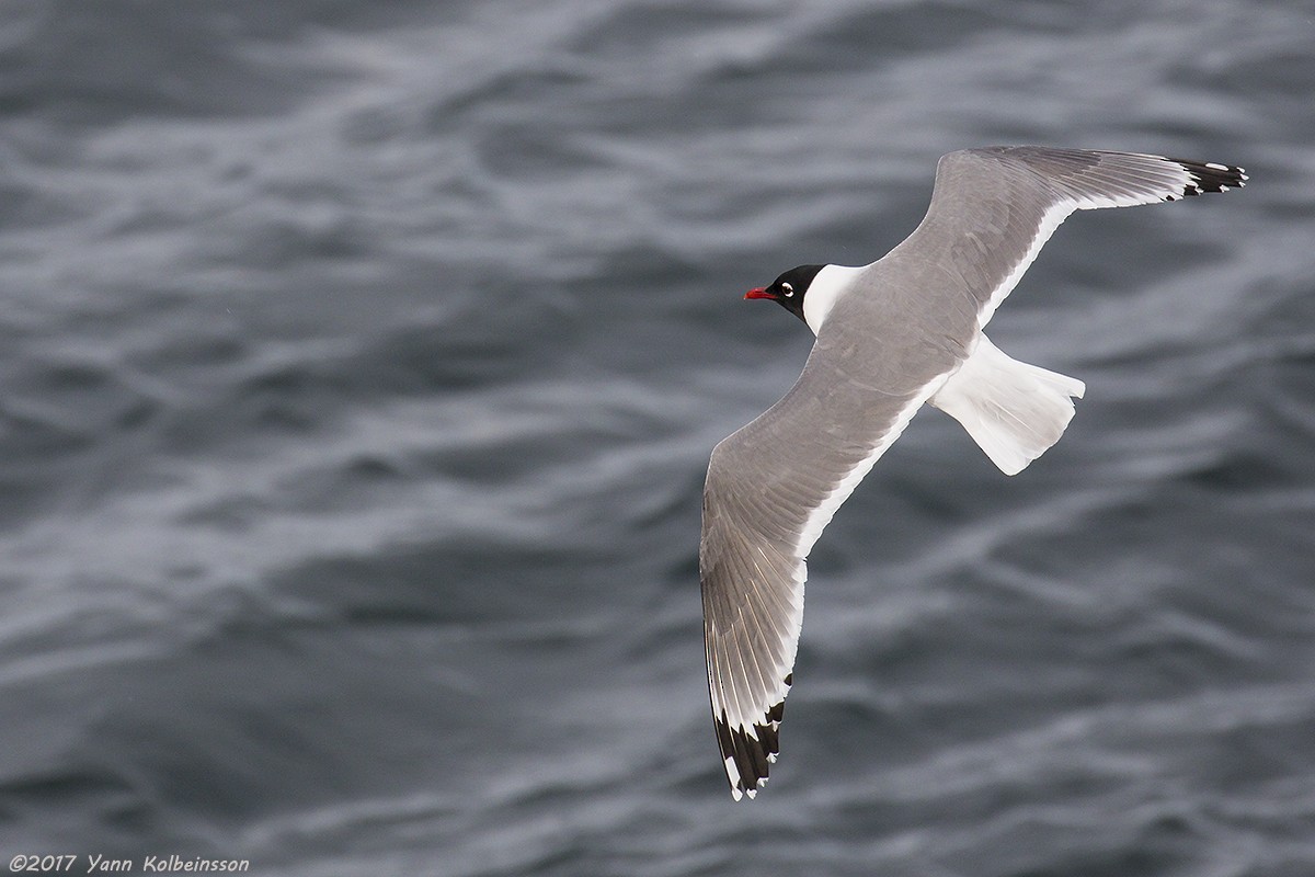 Franklin's Gull - Yann Kolbeinsson