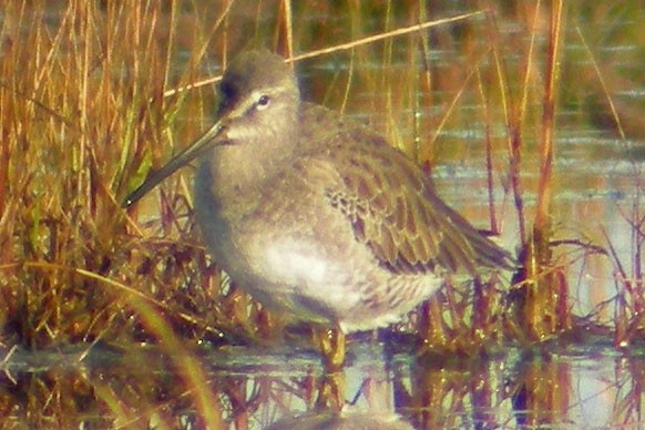 Short-billed Dowitcher - William Keim