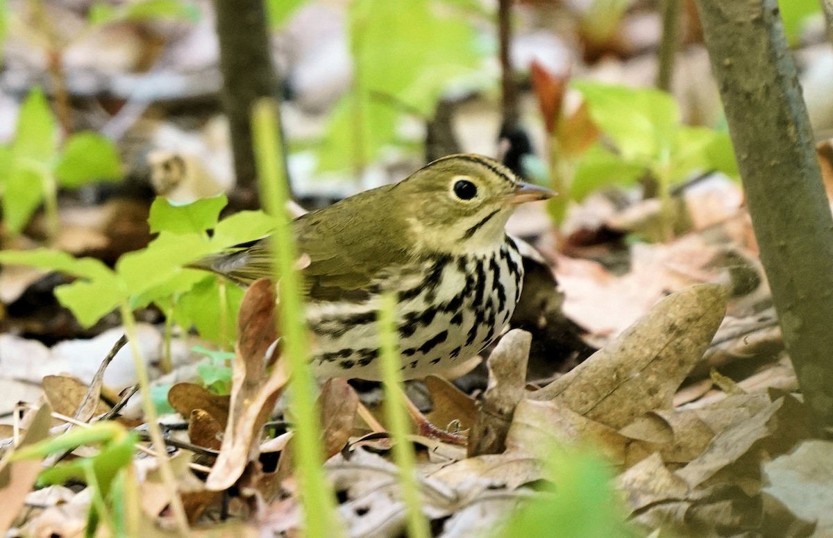 Ovenbird - ML590491151