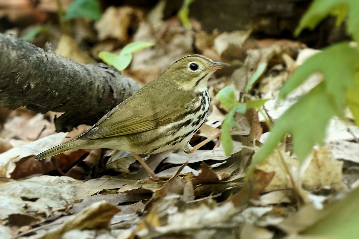 Ovenbird - ML590491191