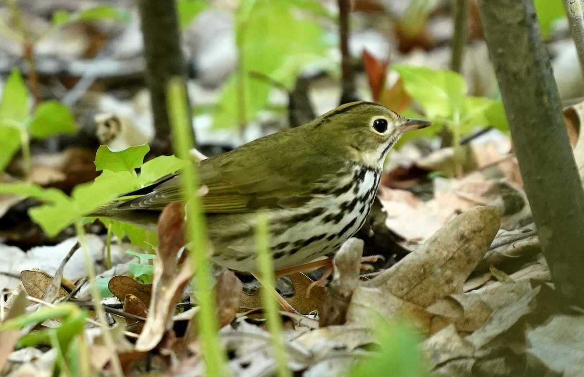 Ovenbird - ML590491201