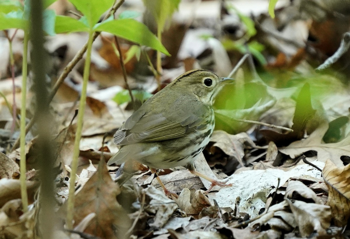 Ovenbird - ML590491211