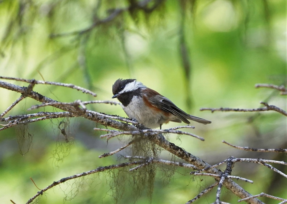 Chestnut-backed Chickadee - ML590491591