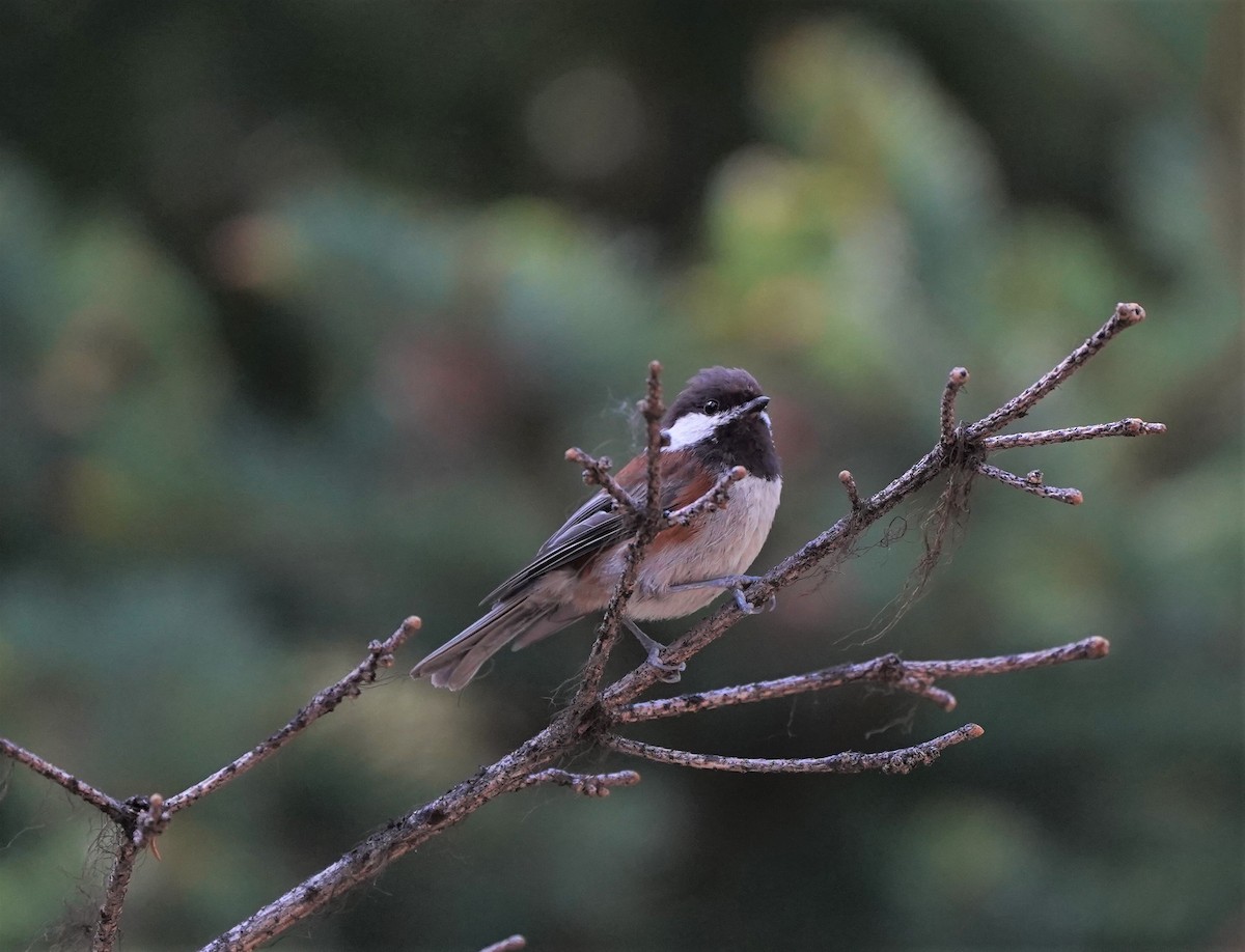 Chestnut-backed Chickadee - ML590491611