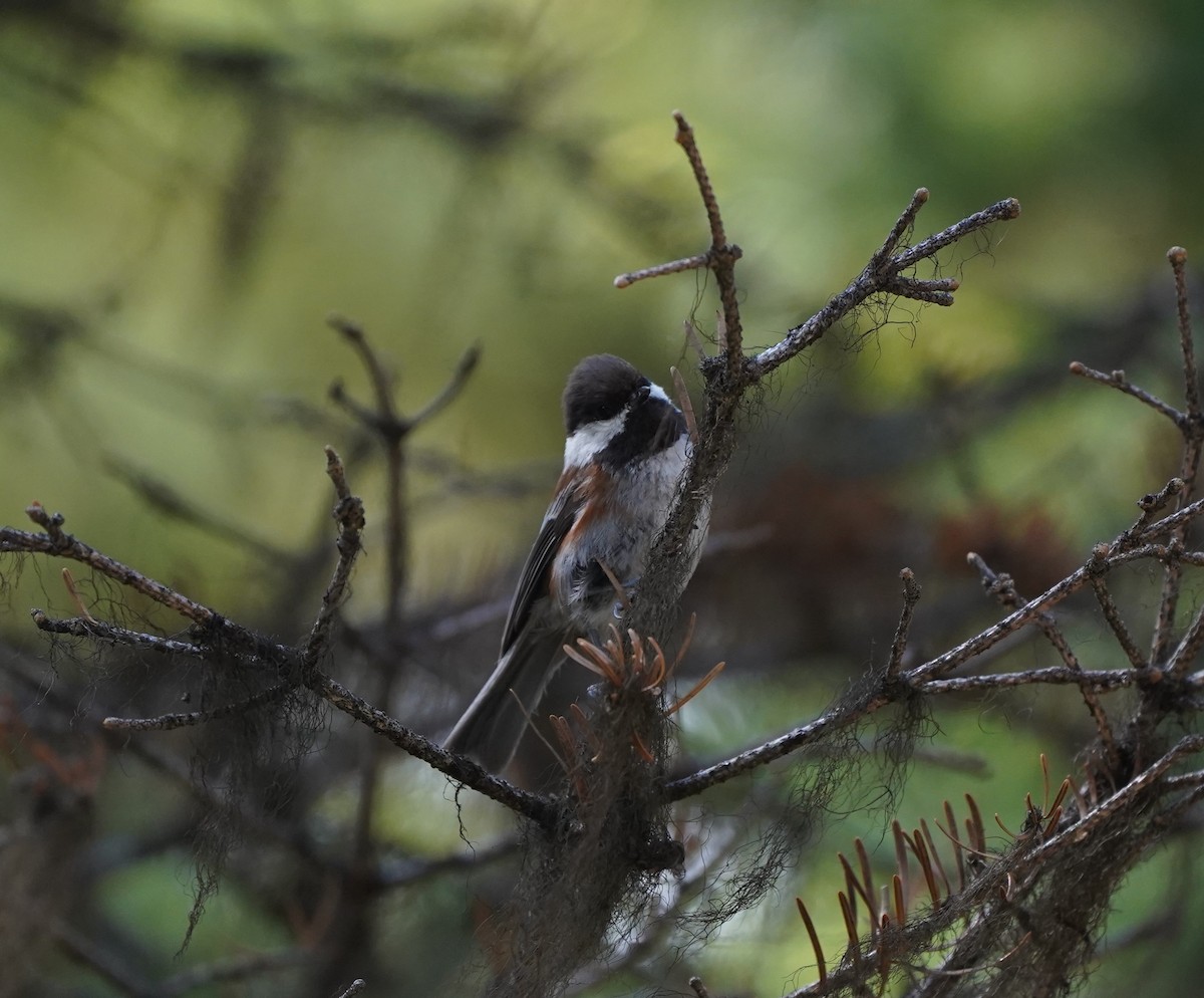 Chestnut-backed Chickadee - ML590491621