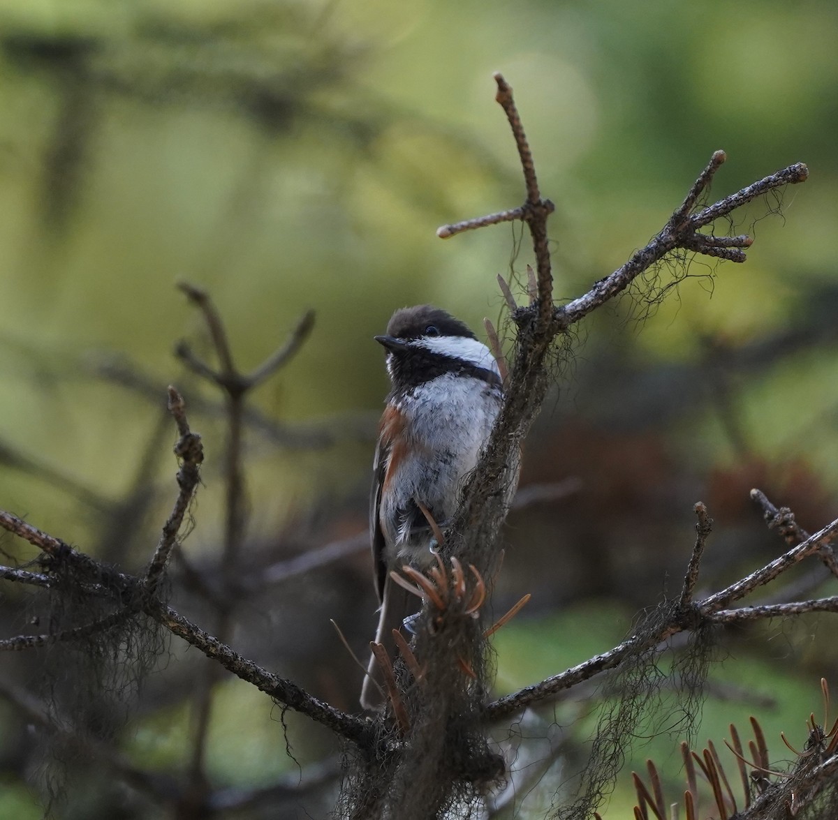 Chestnut-backed Chickadee - ML590491631