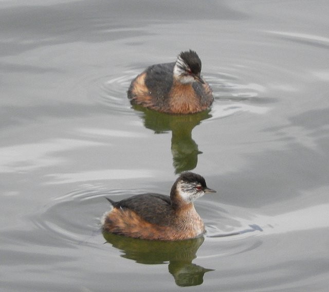 White-tufted Grebe - ML590491781