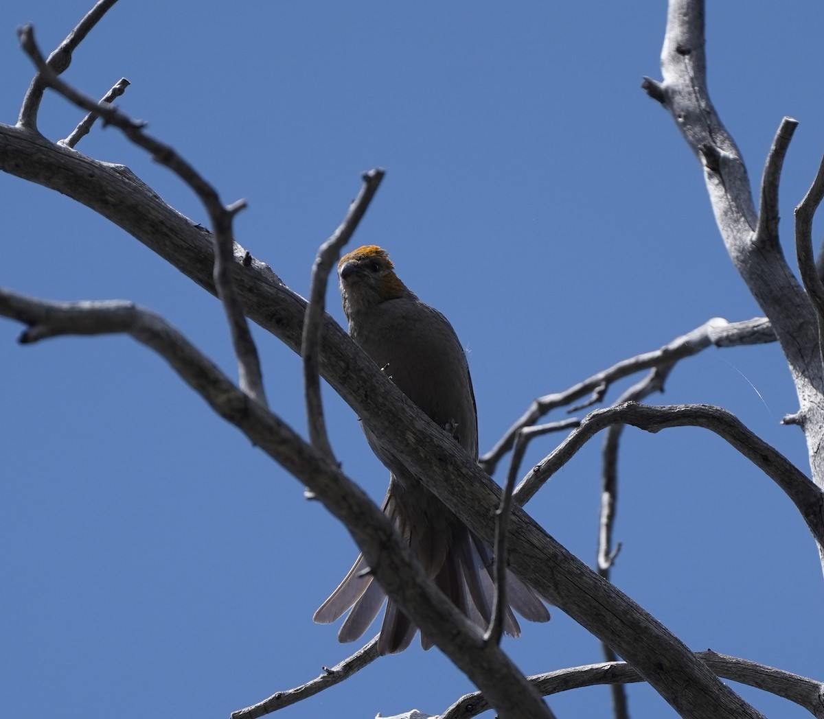 Pine Grosbeak - ML590492321