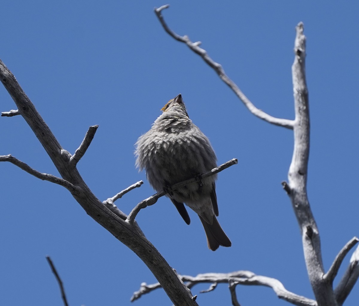 Pine Grosbeak - ML590492331