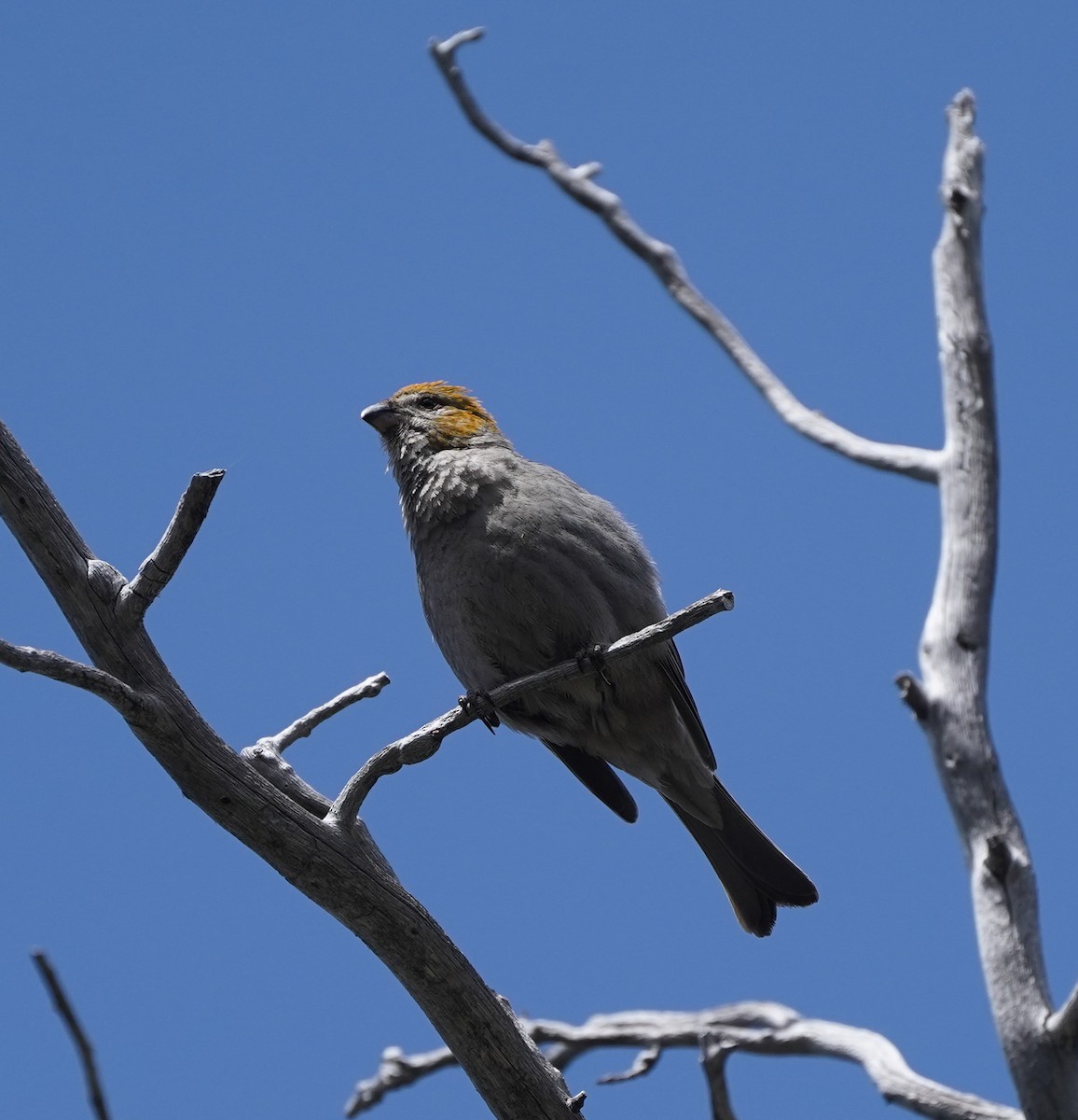 Pine Grosbeak - ML590492341