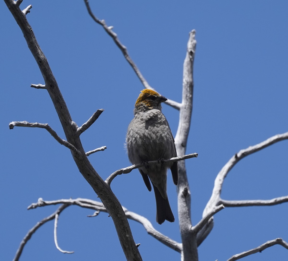 Pine Grosbeak - ML590492351