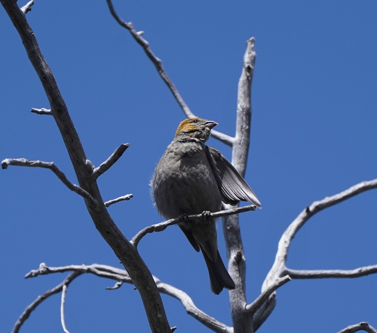 Pine Grosbeak - ML590492361