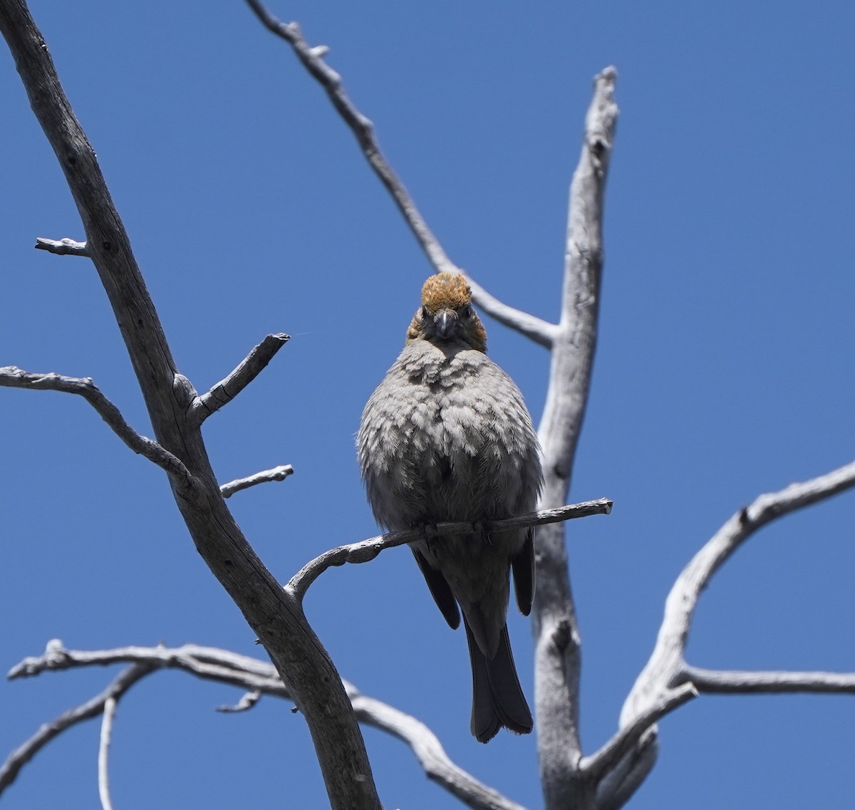 Pine Grosbeak - ML590492371