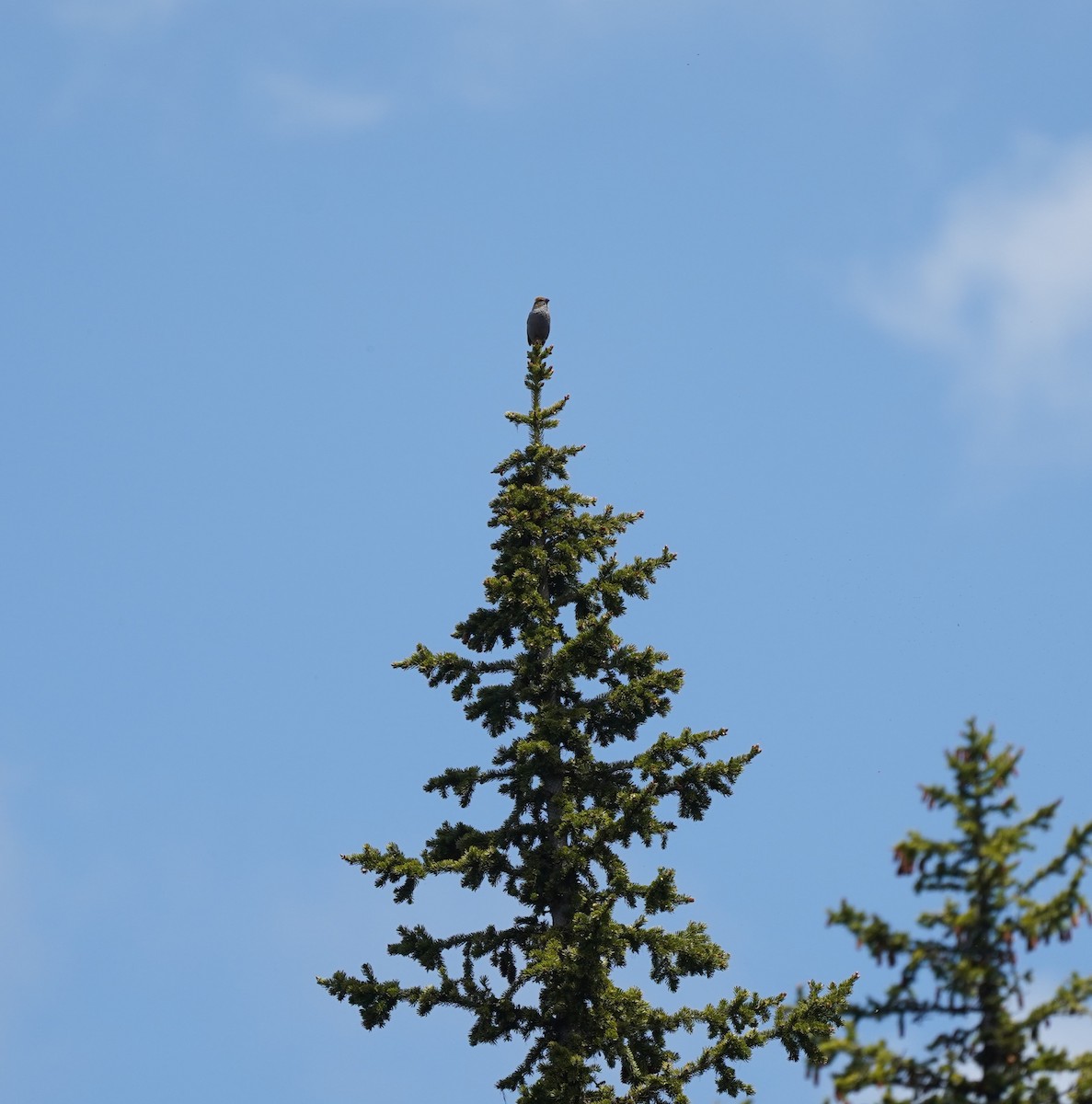 Pine Grosbeak - ML590492451