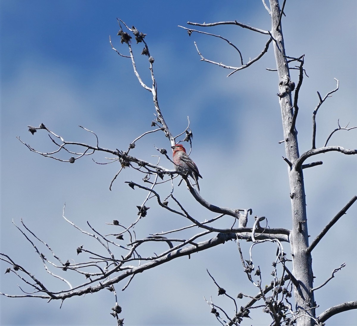 Pine Grosbeak - ML590492701