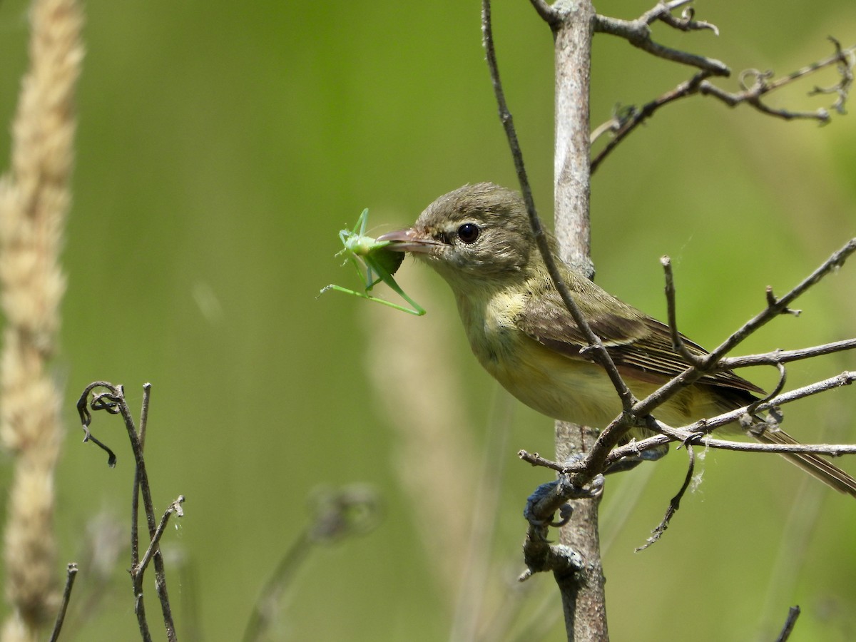 Bell's Vireo - ML590492711