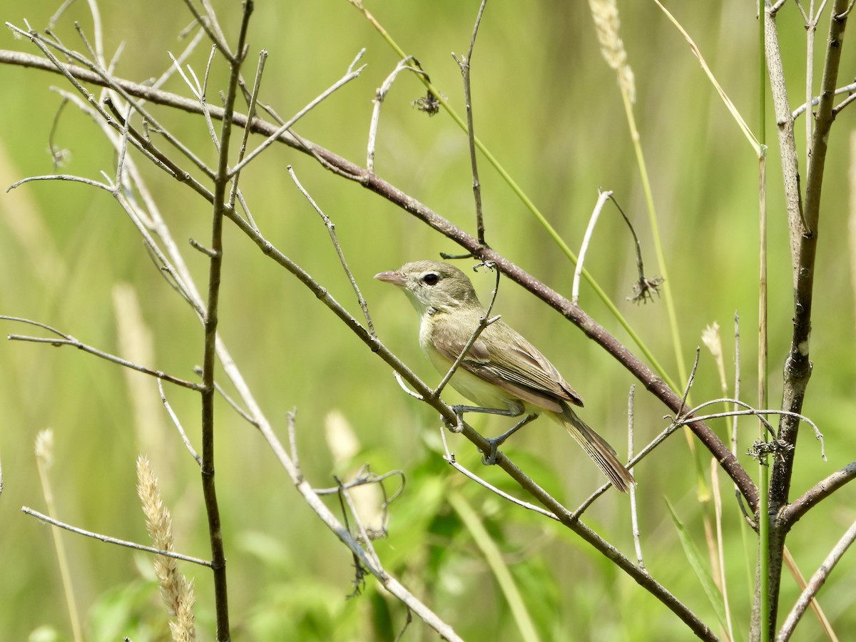 Bell's Vireo - ML590492741