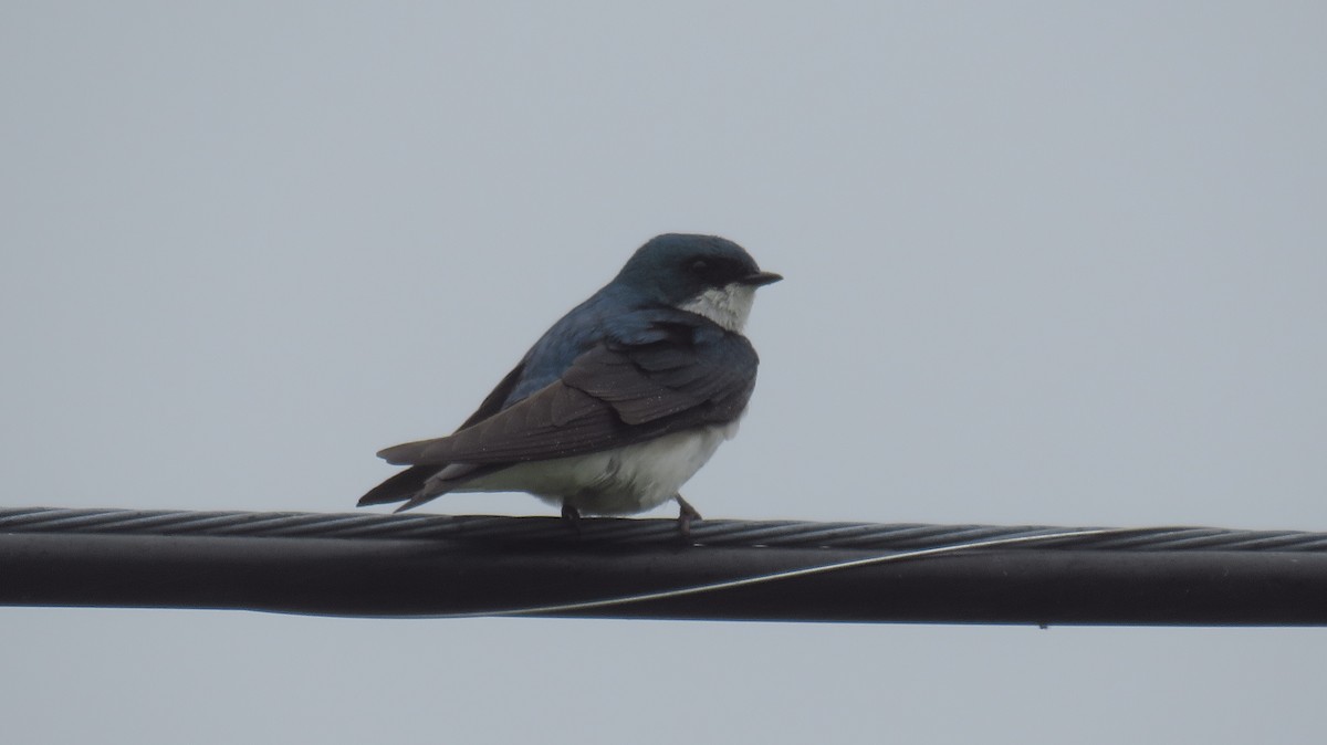 Tree Swallow - ML590492801