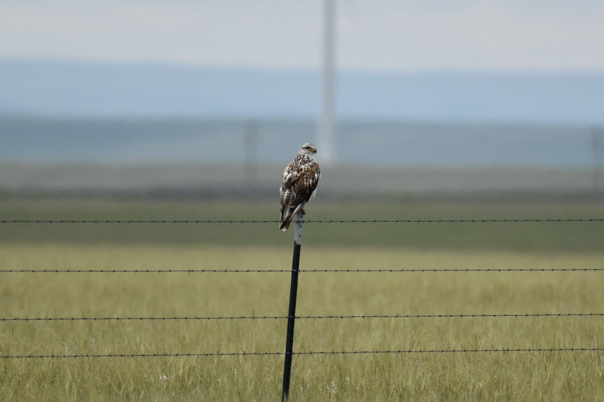 Ferruginous Hawk - ML590493291