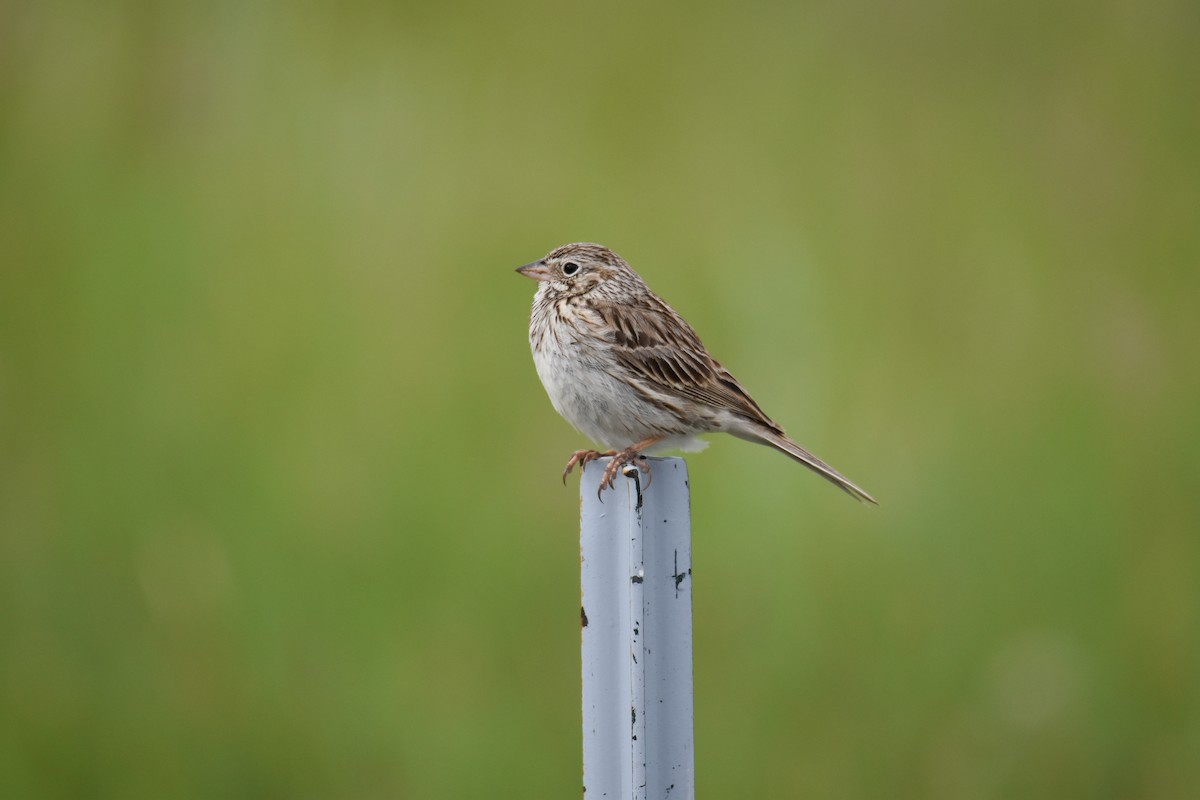 Vesper Sparrow - John Patten Moss