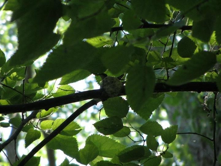 Ruby-throated Hummingbird - ML590493671