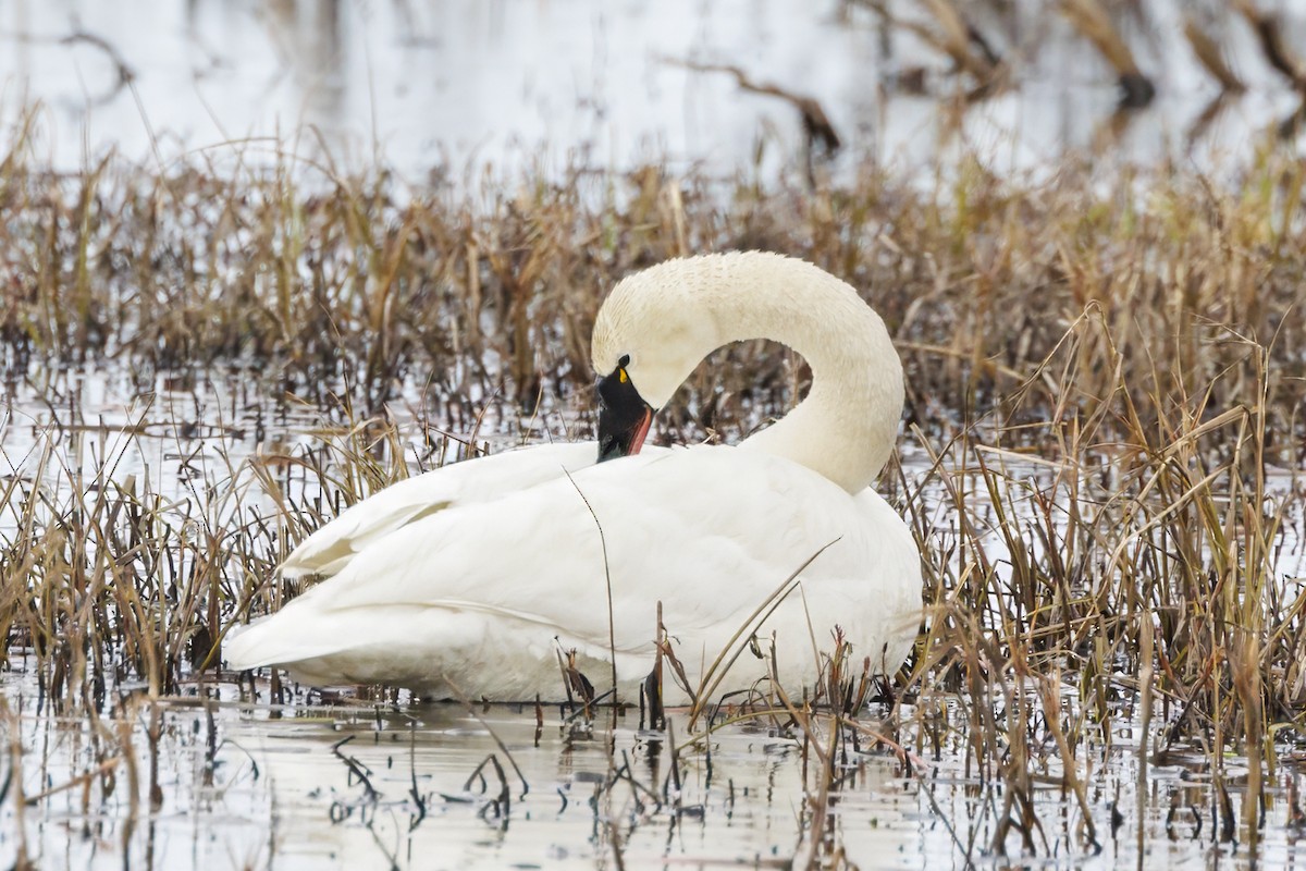 Tundra Swan - Peter Hawrylyshyn