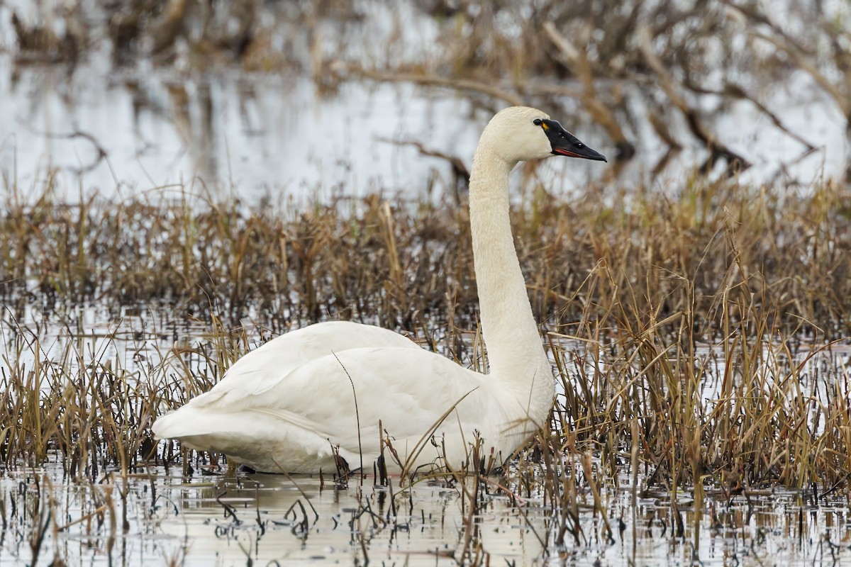 Tundra Swan - ML590493811