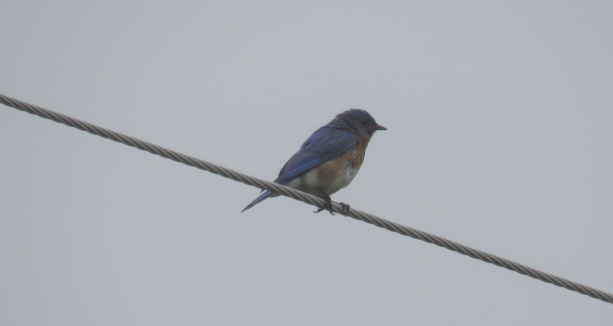Eastern Bluebird - ML590494311
