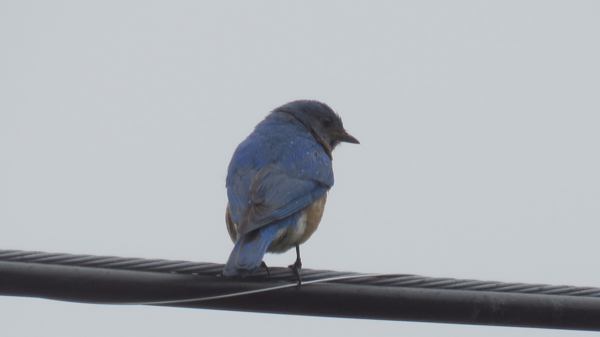 Eastern Bluebird - ML590494321
