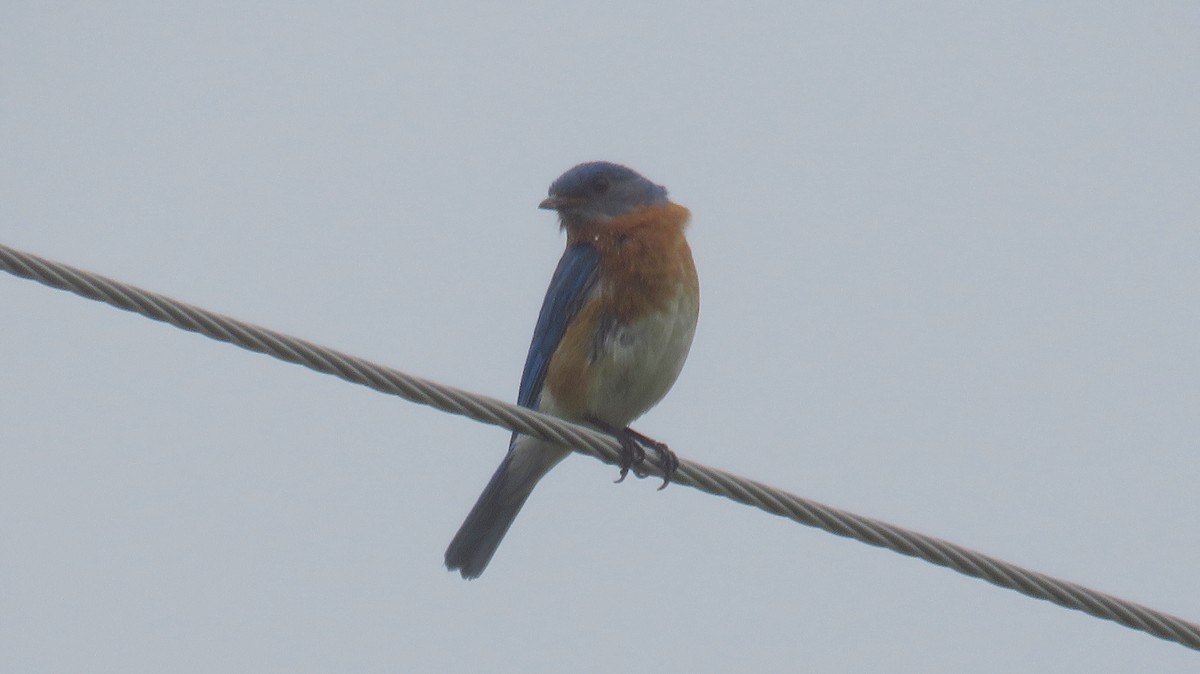 Eastern Bluebird - ML590494331