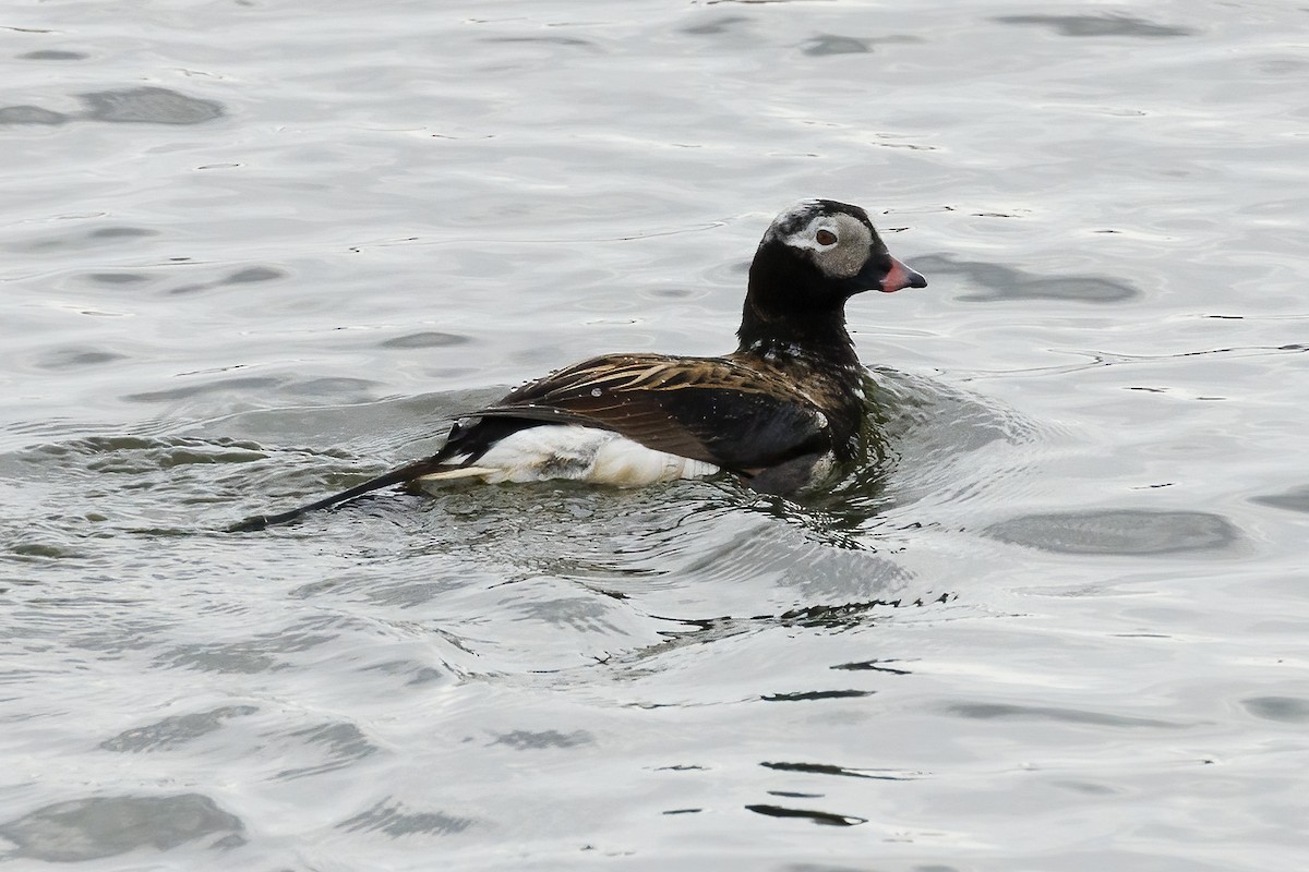 Long-tailed Duck - Peter Hawrylyshyn