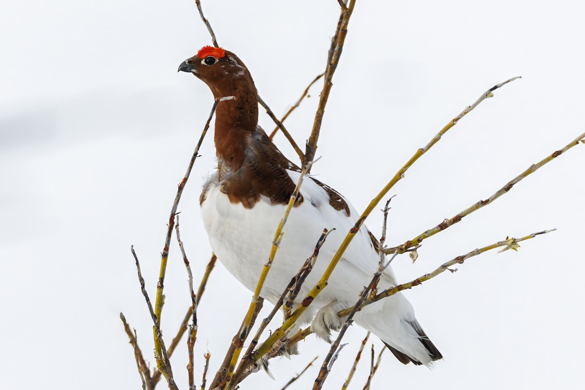 Willow Ptarmigan - Peter Hawrylyshyn