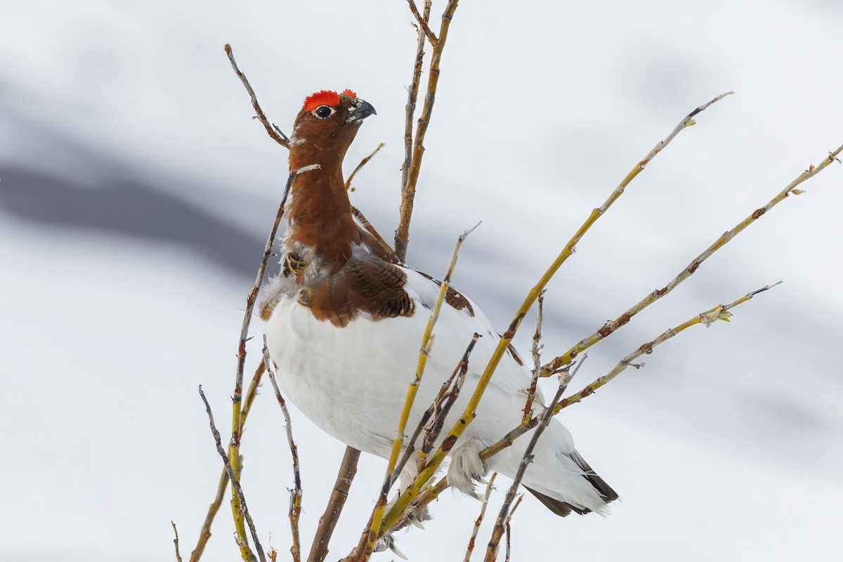 Willow Ptarmigan - Peter Hawrylyshyn