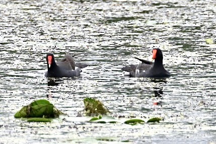 Common Gallinule - ML590495731