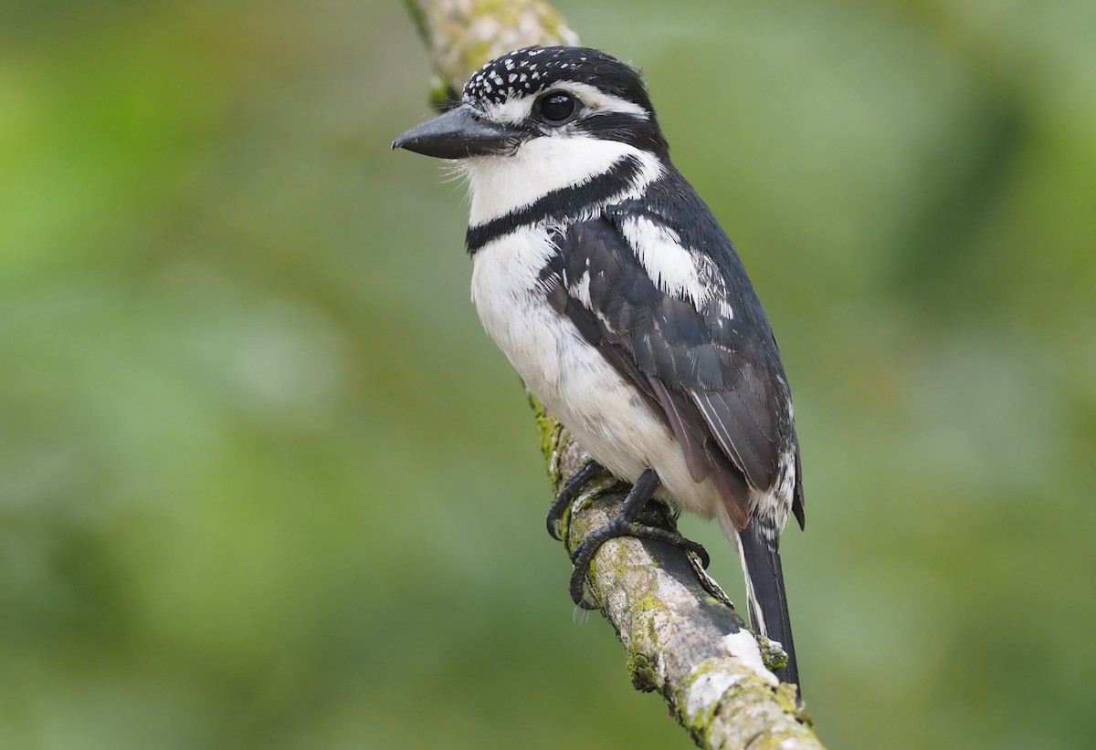 Pied Puffbird - ML590496011