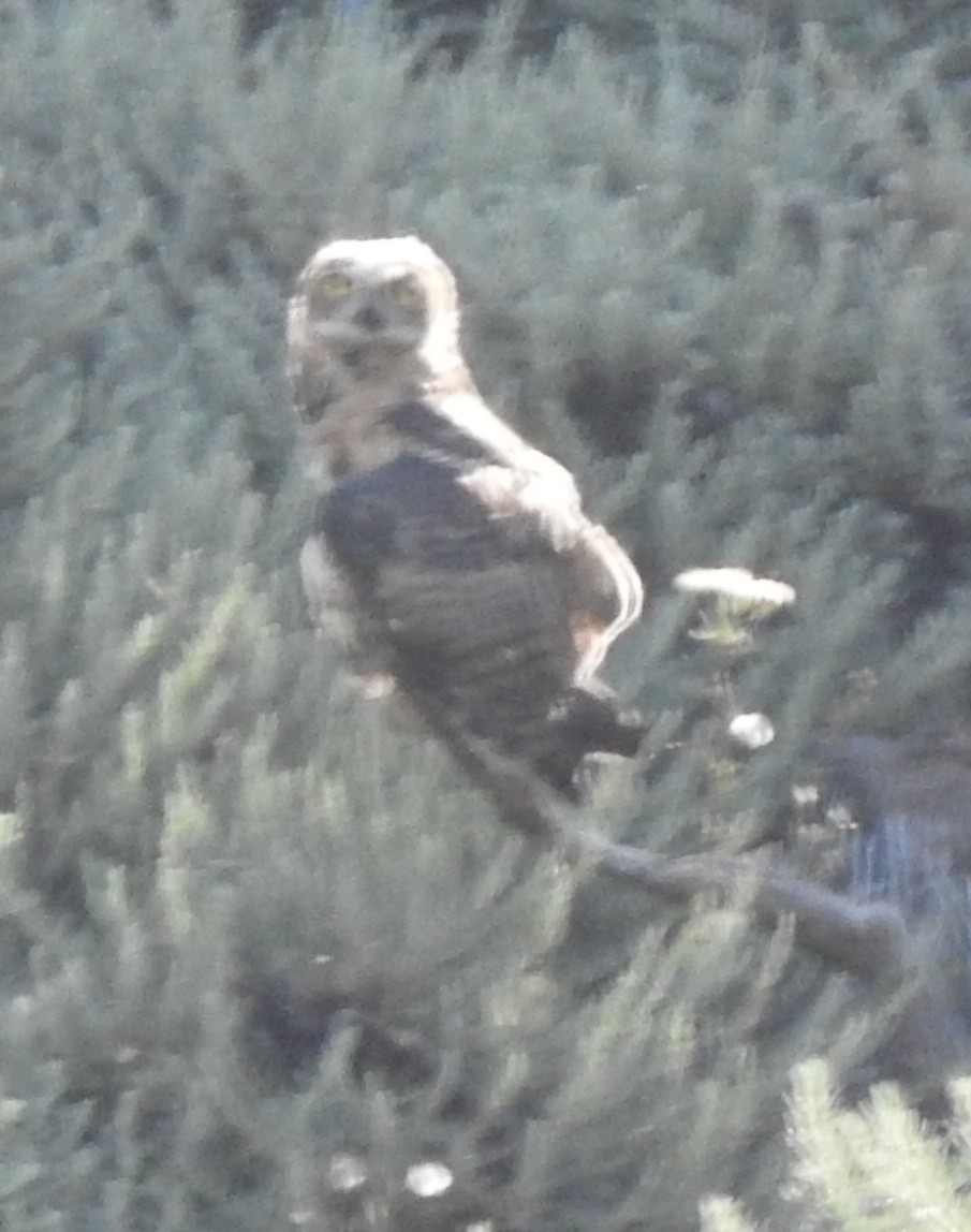 Great Horned Owl - Barbara Dye