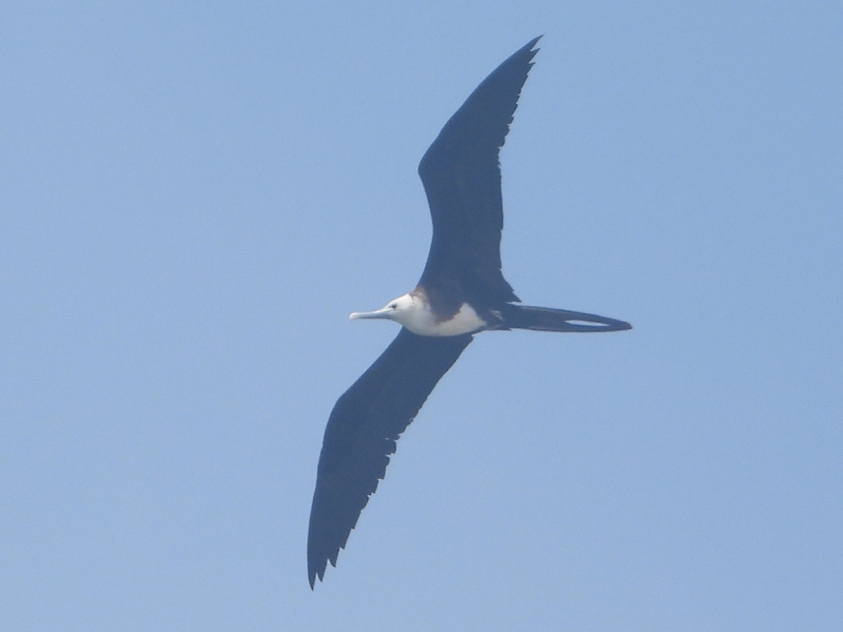 Magnificent Frigatebird - ML590497911