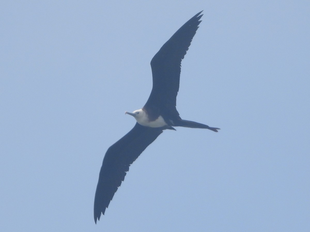 Magnificent Frigatebird - ML590497931