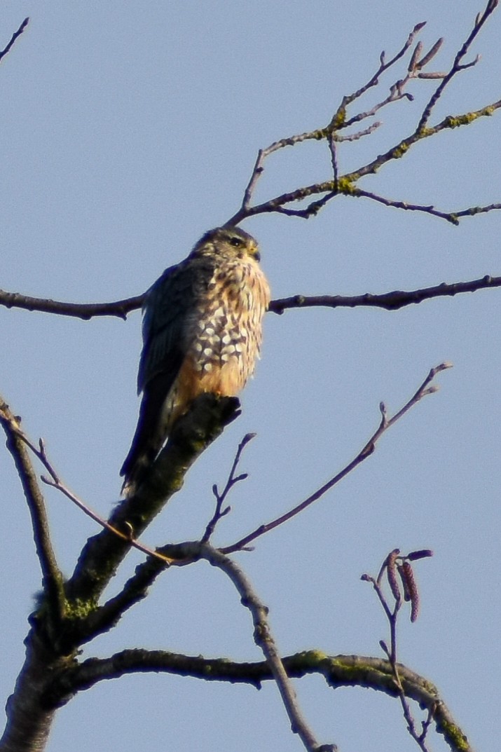 dřemlík tundrový (ssp. columbarius) - ML590498271