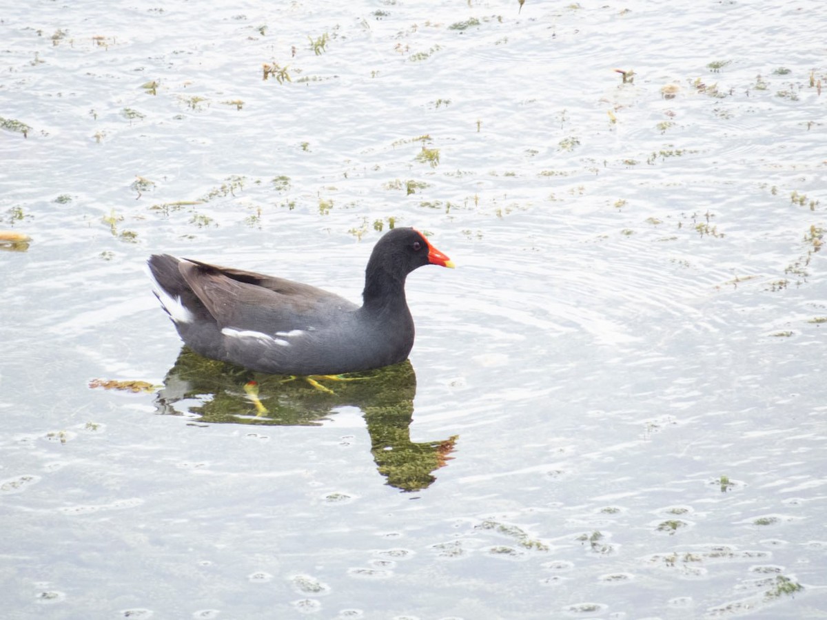 Common Gallinule - ML590498531