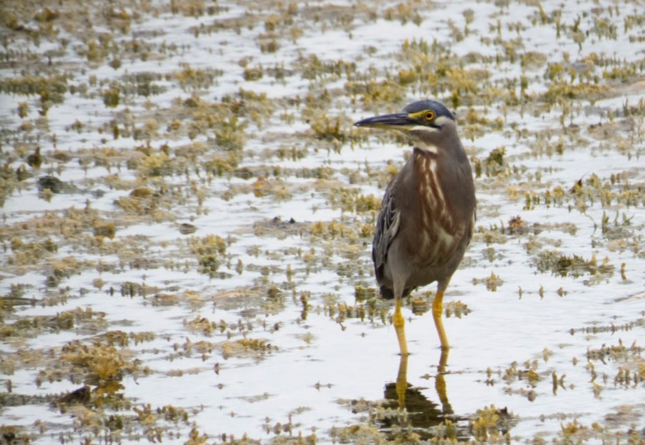 Striated Heron - Anderson León Natera